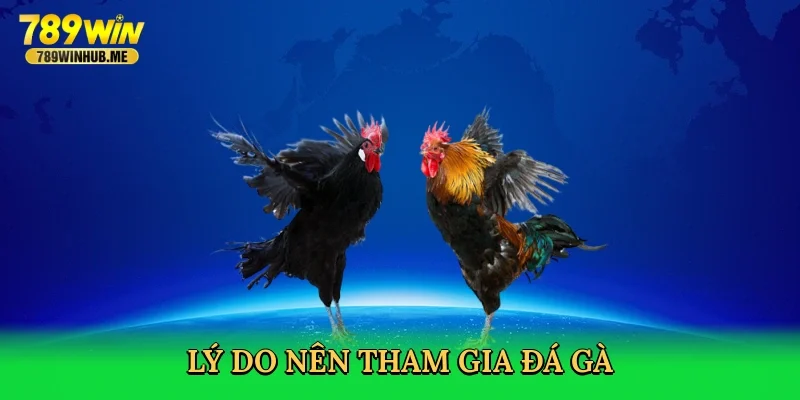 ly-do-nen-tham-gia-da-ga-3