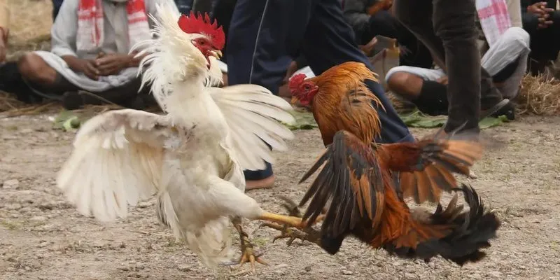 đá gà Thái Lan SUNWIN