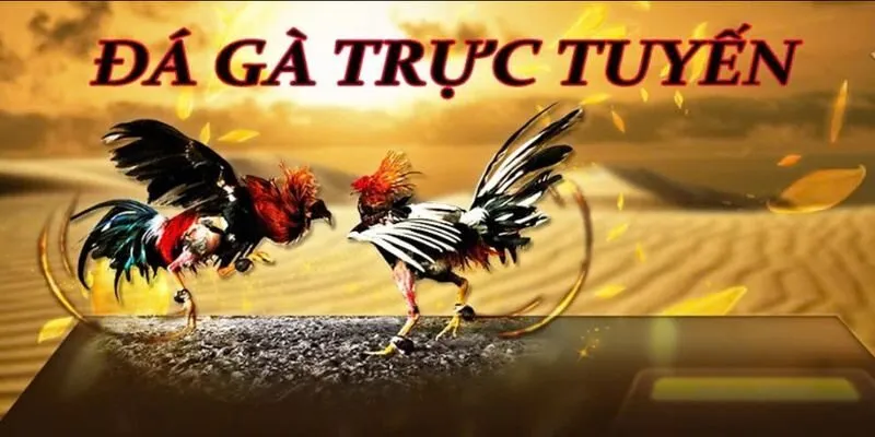 Giao diện xem đá gà trực tiếp tại AE888 rõ nét trên điện thoại