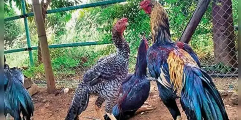 Trọn bộ hết tựa game